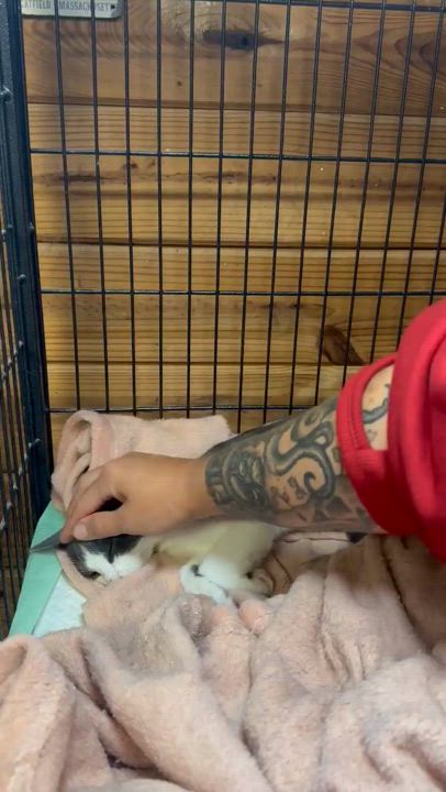 Enlarge Meep, a Adopted Domestic Short Hair in Lincoln University, PA video 2/5