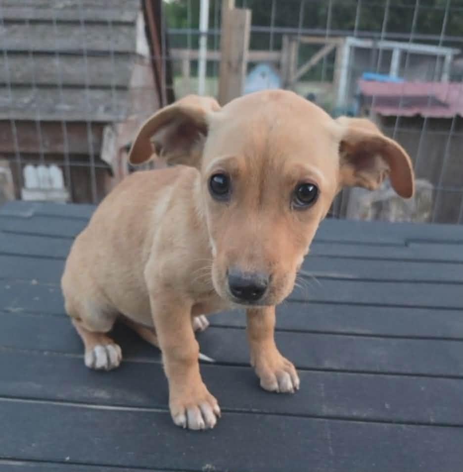 Sequoia, Adoptable, Puppy Female Labrador Retriever & Australian Shepherd.