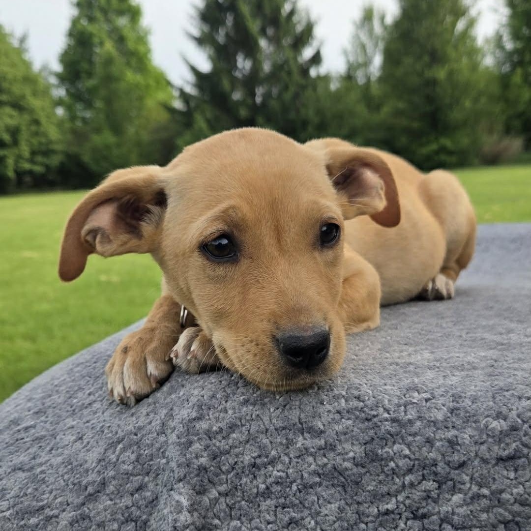 Enlarge Sequoia, a Adoptable mixed breed in McHenry, IL image 2/2