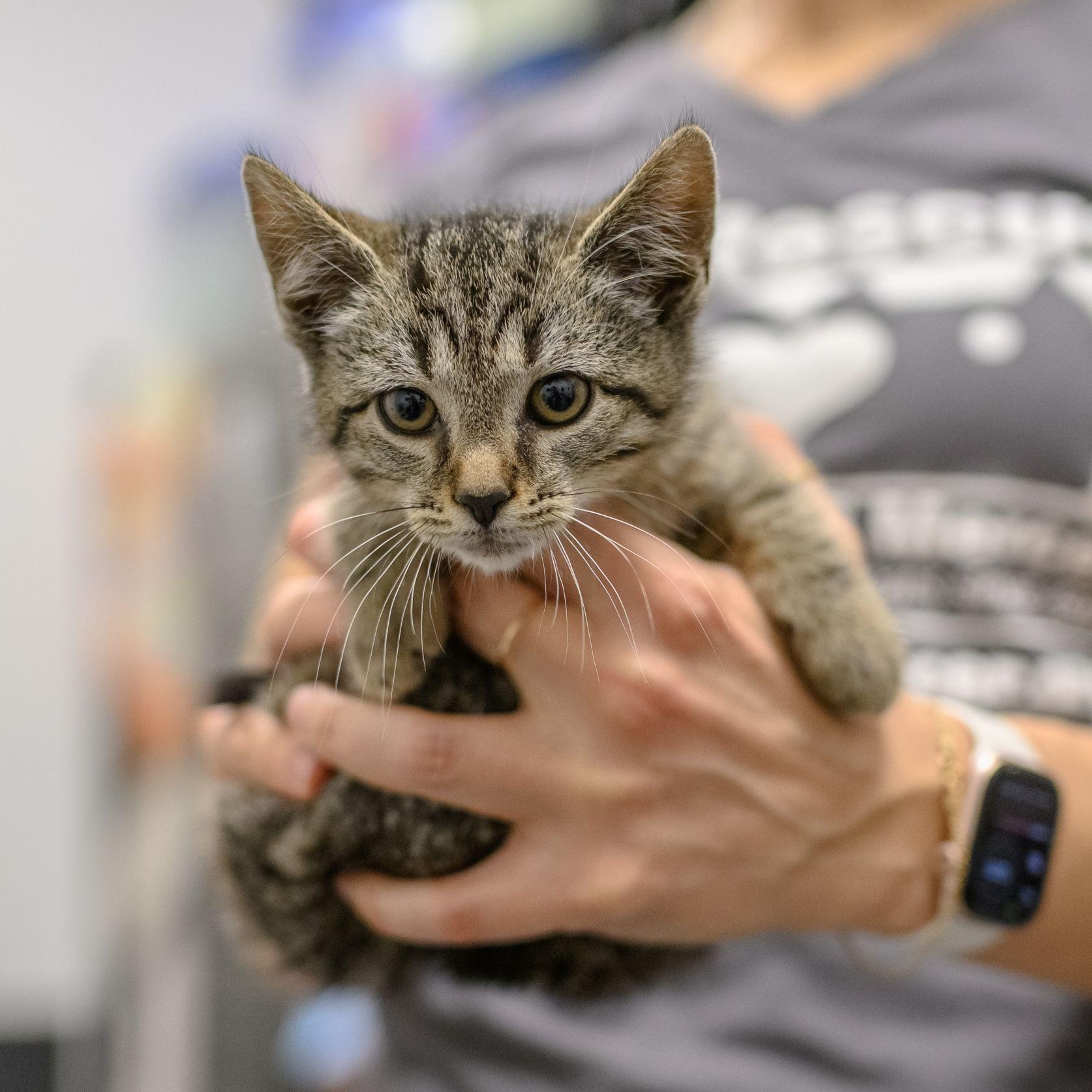 Enlarge CANDY KITTENS, a ADOPTABLE Domestic Short Hair in Hamilton, NJ image 4/6