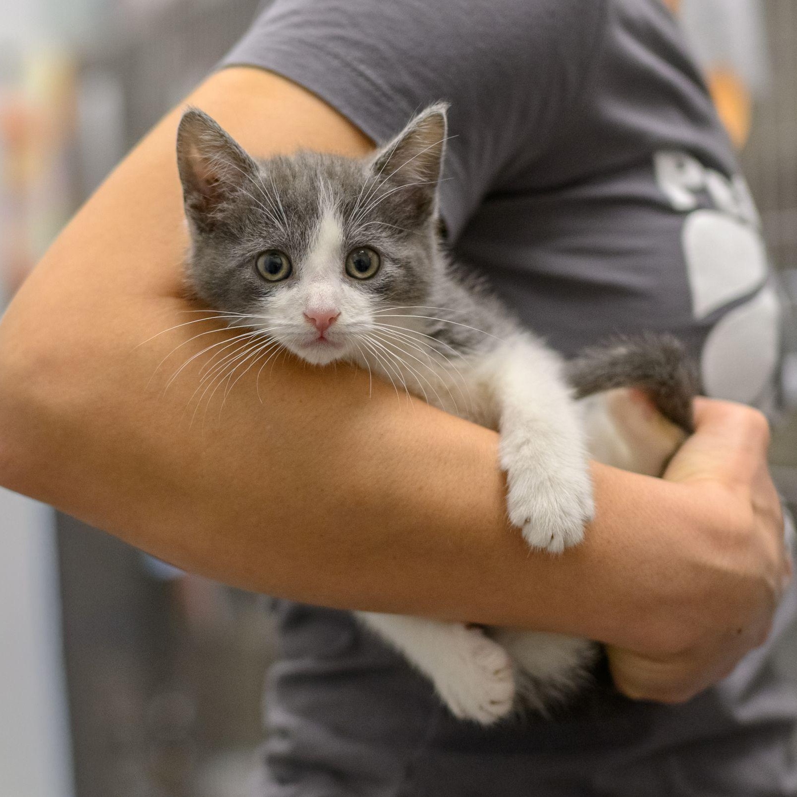 Enlarge CANDY KITTENS, a ADOPTABLE Domestic Short Hair in Hamilton, NJ image 2/6