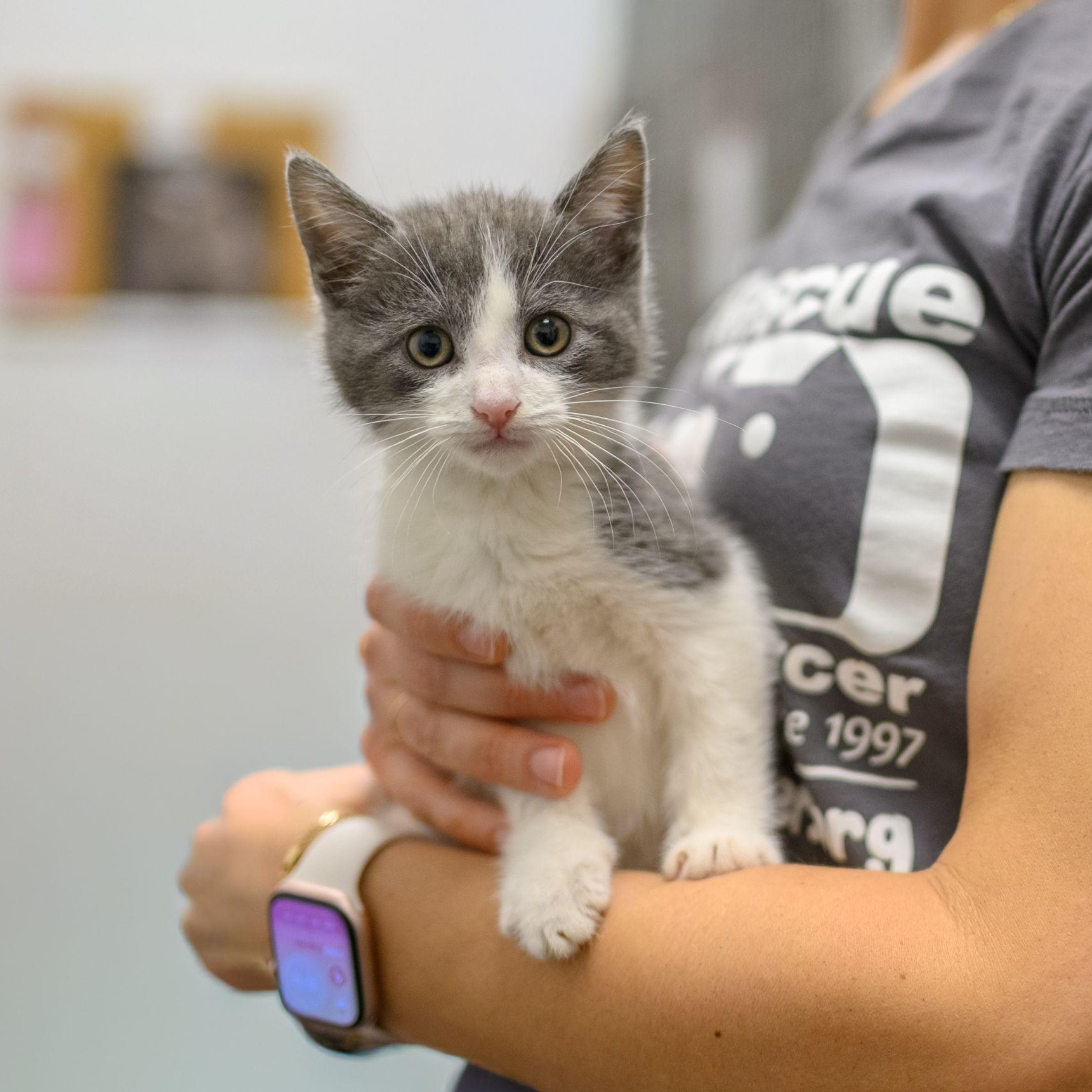 Enlarge CANDY KITTENS, a ADOPTABLE Domestic Short Hair in Hamilton, NJ image 5/6