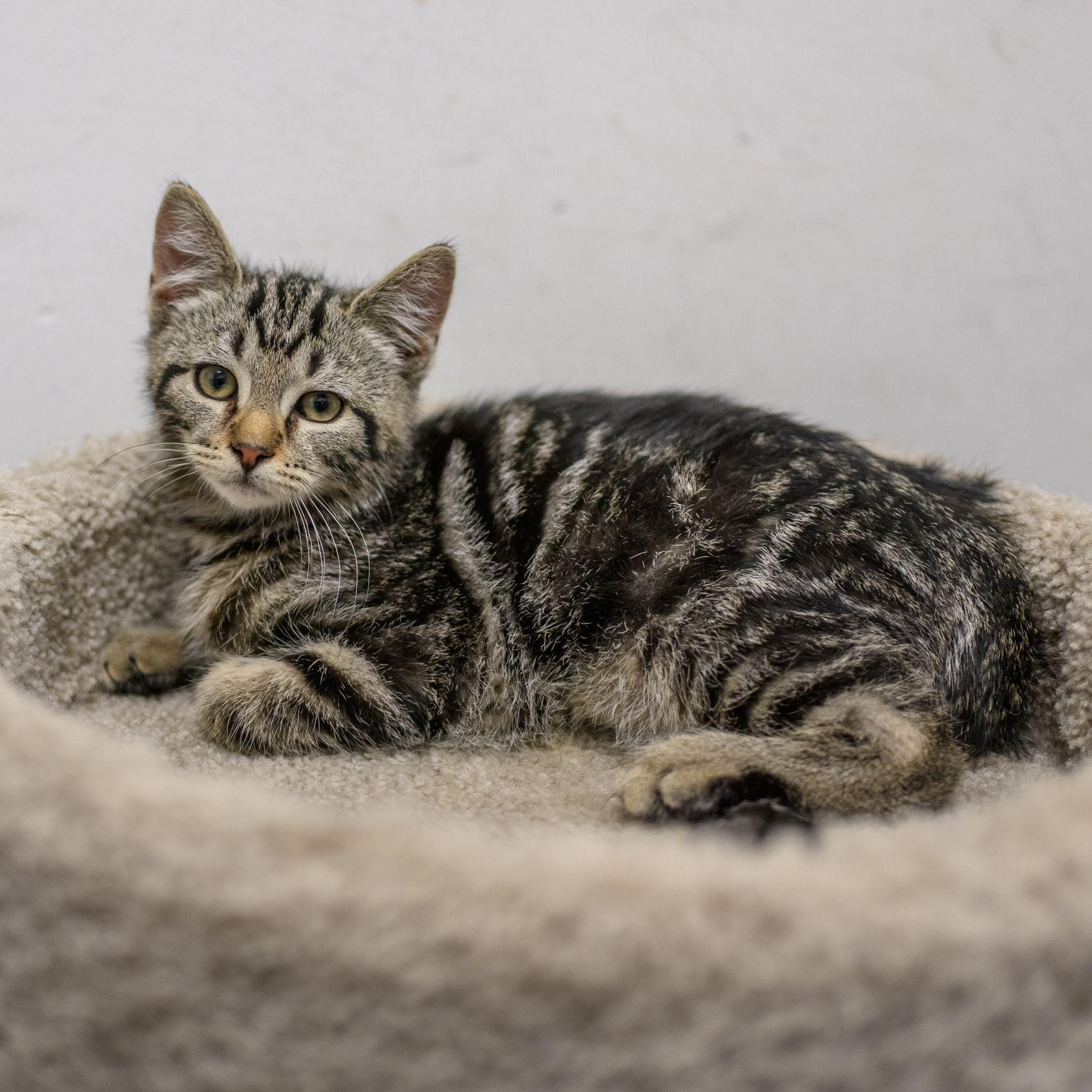 Enlarge CANDY KITTENS, a ADOPTABLE Domestic Short Hair in Hamilton, NJ image 6/6