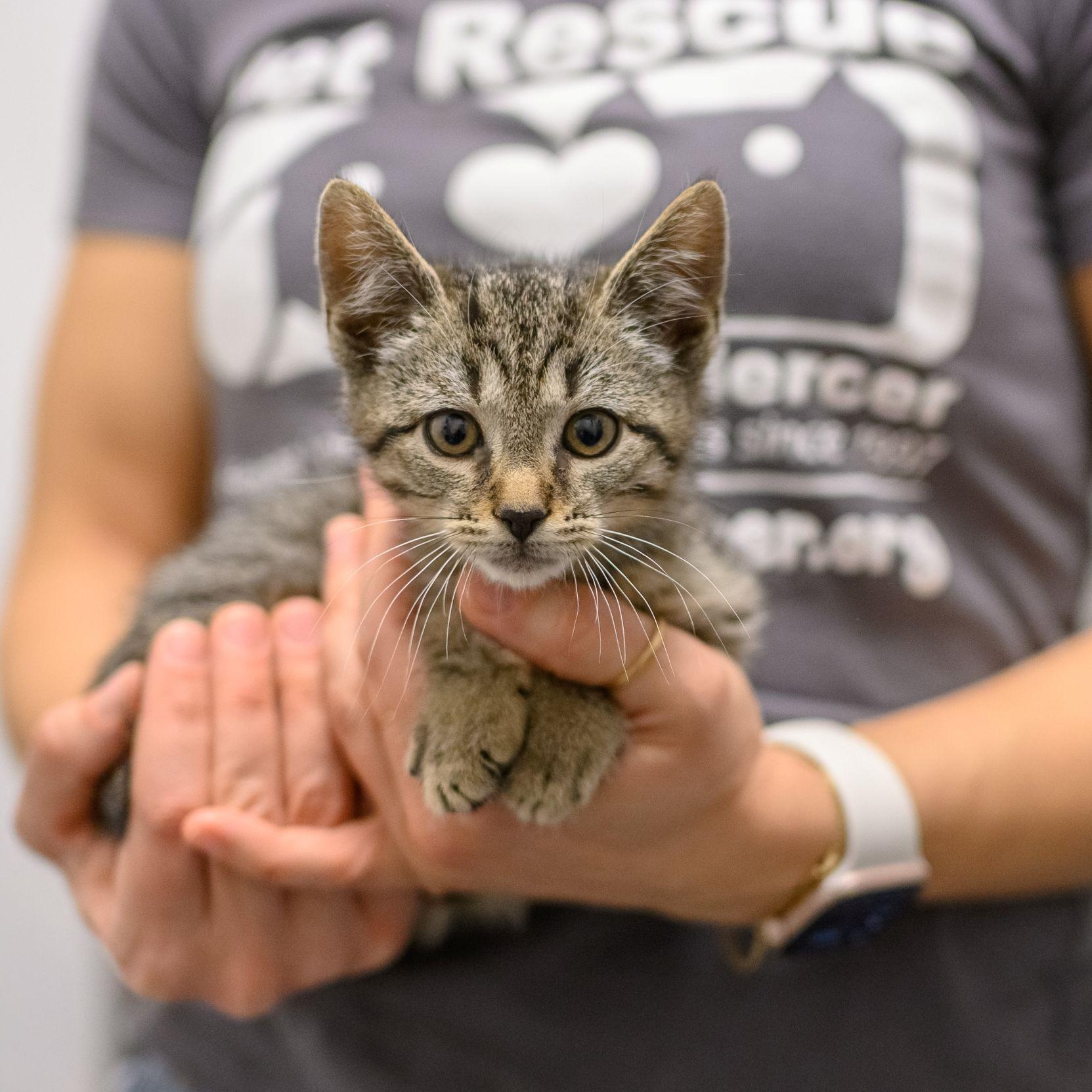 CANDY KITTENS, ADOPTABLE, Kitten Male Domestic Short Hair.
