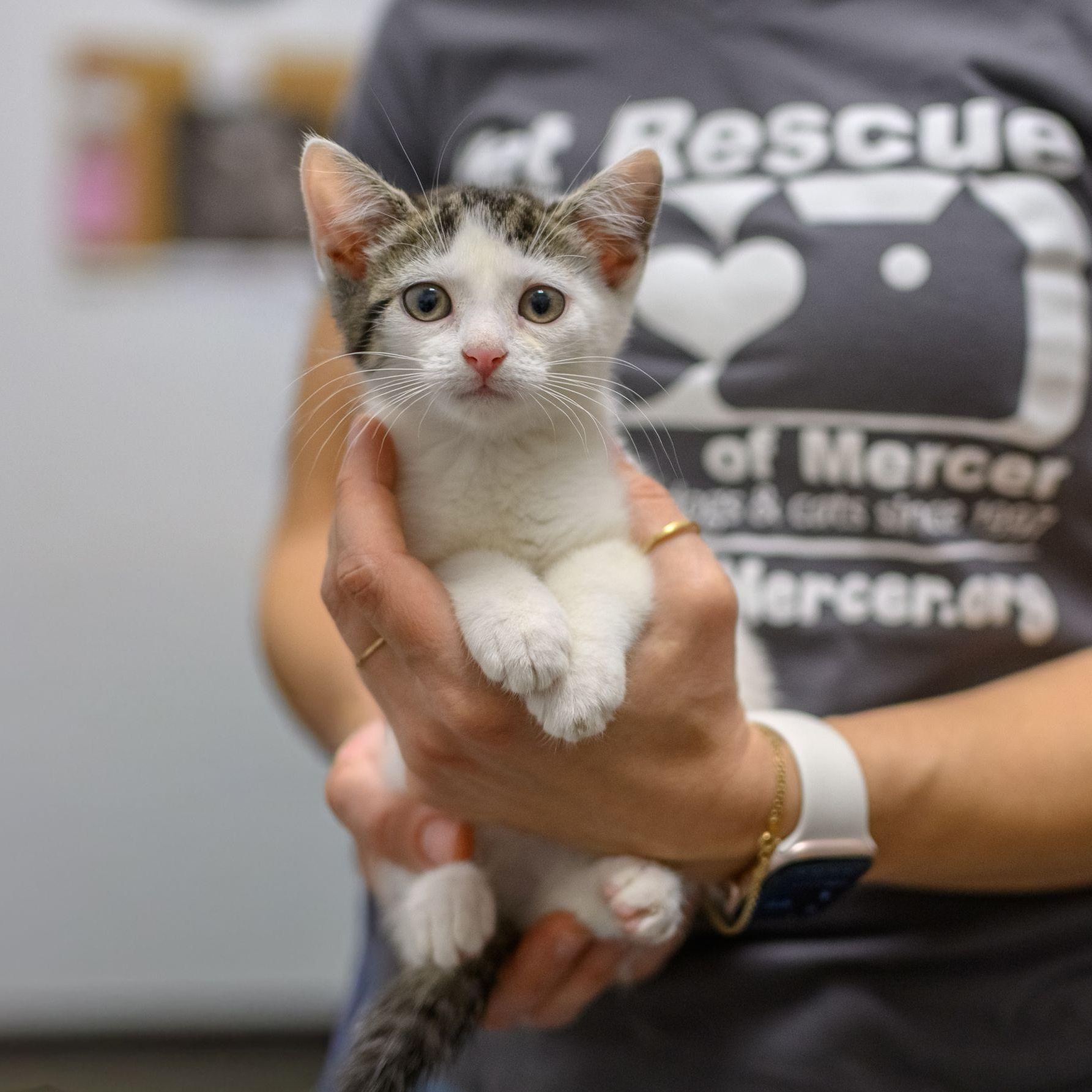 Enlarge CANDY KITTENS, a ADOPTABLE Domestic Short Hair in Hamilton, NJ image 3/6