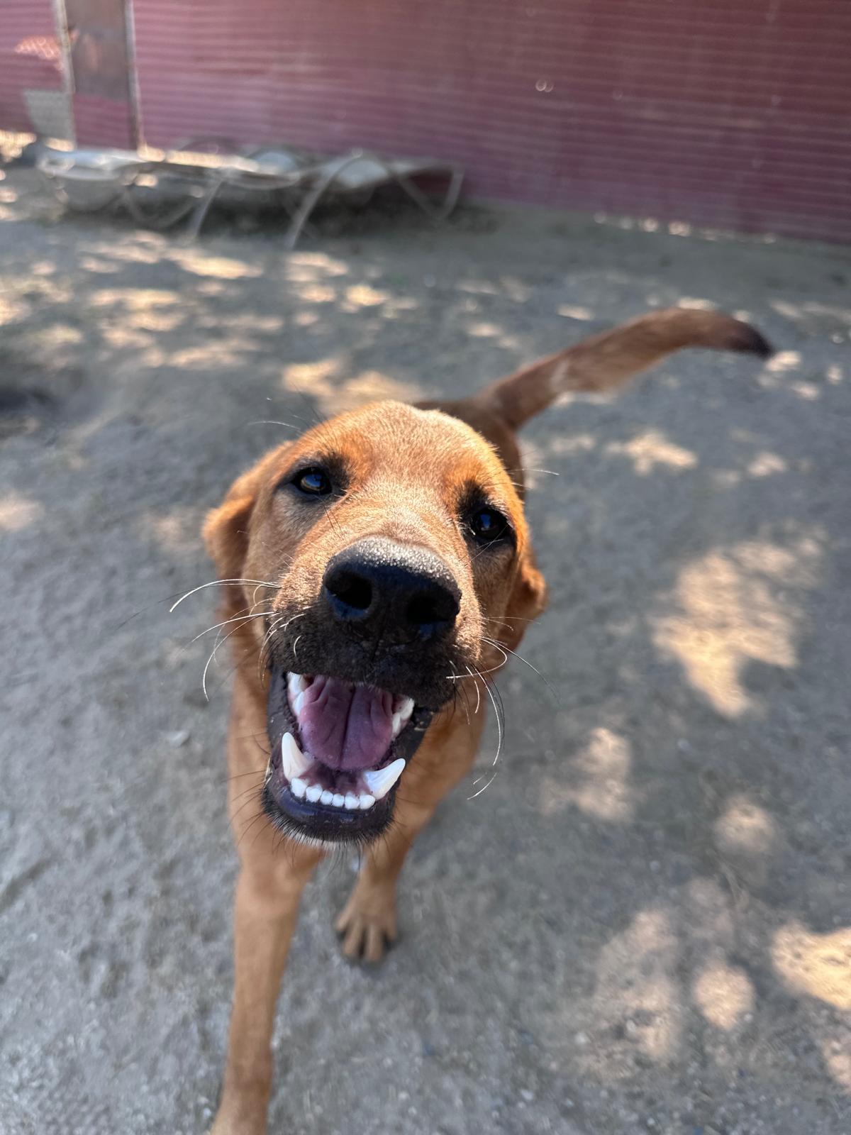 Enlarge Terron, a Adoptable mixed breed in Prineville, OR image 4/6