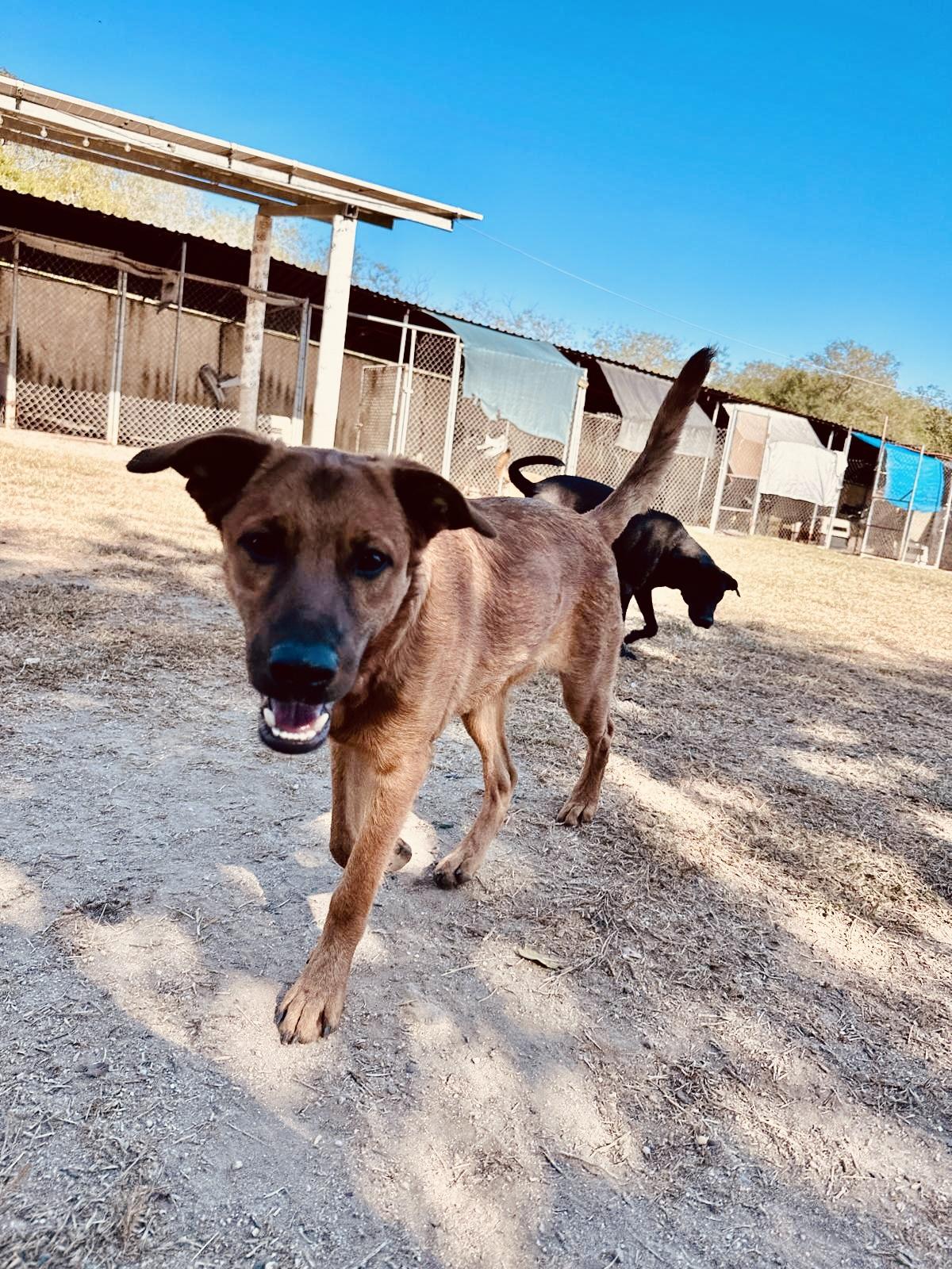 Enlarge Terron, a Adoptable mixed breed in Prineville, OR image 5/6