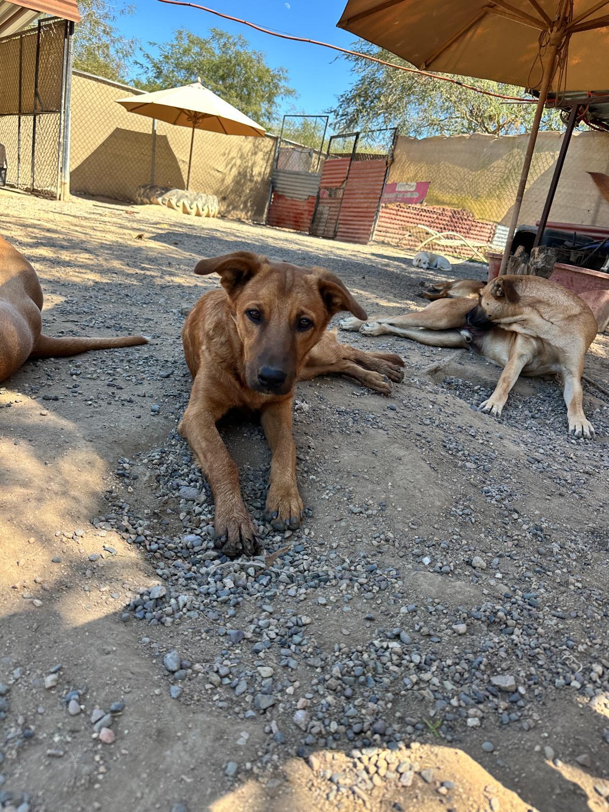 Enlarge Terron, a Adoptable mixed breed in Prineville, OR image 6/6
