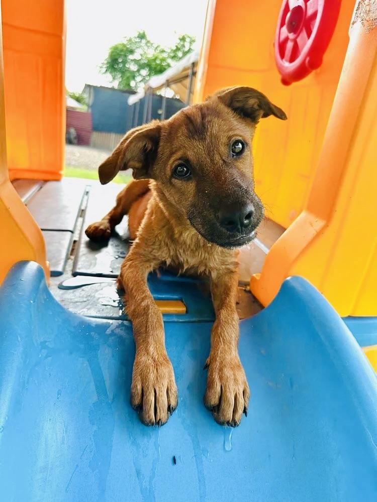 Enlarge Terron, a Adoptable mixed breed in Prineville, OR image 3/6