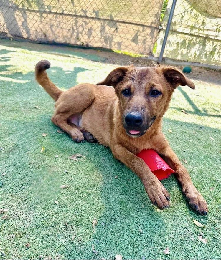 Enlarge Terron, a Adoptable mixed breed in Prineville, OR image 2/6