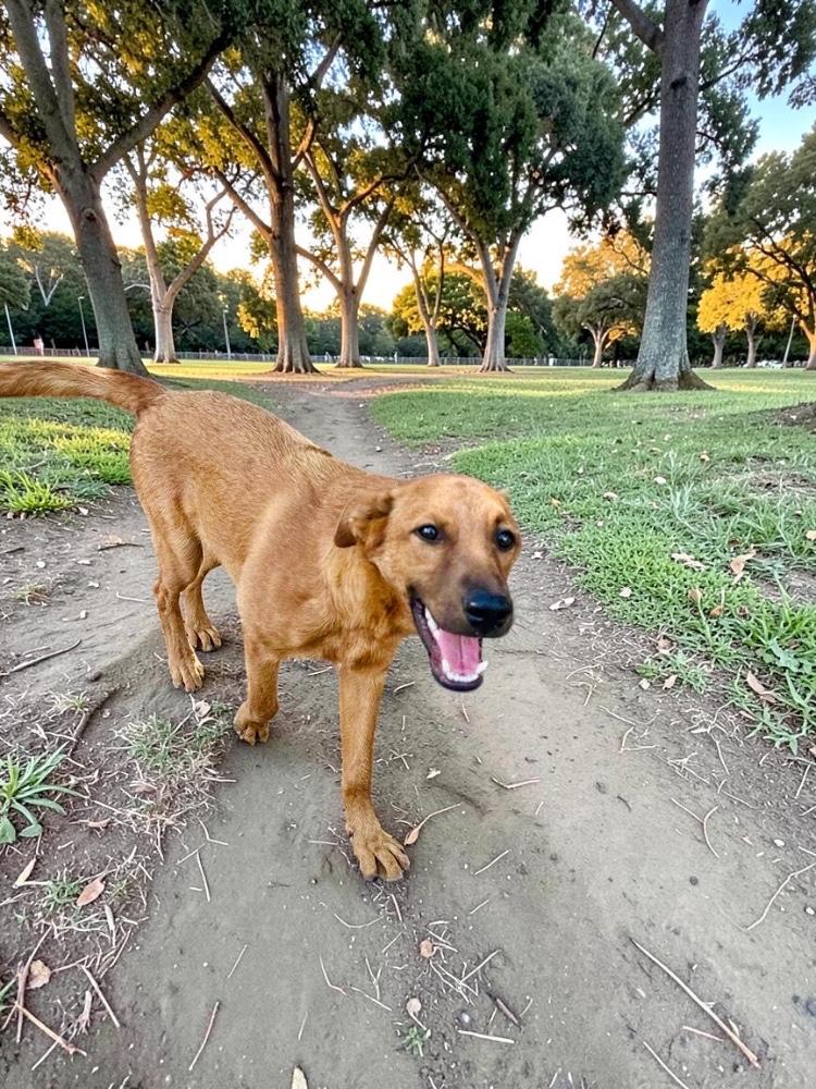 Enlarge Terron, a Adoptable mixed breed in Prineville, OR image 1/6