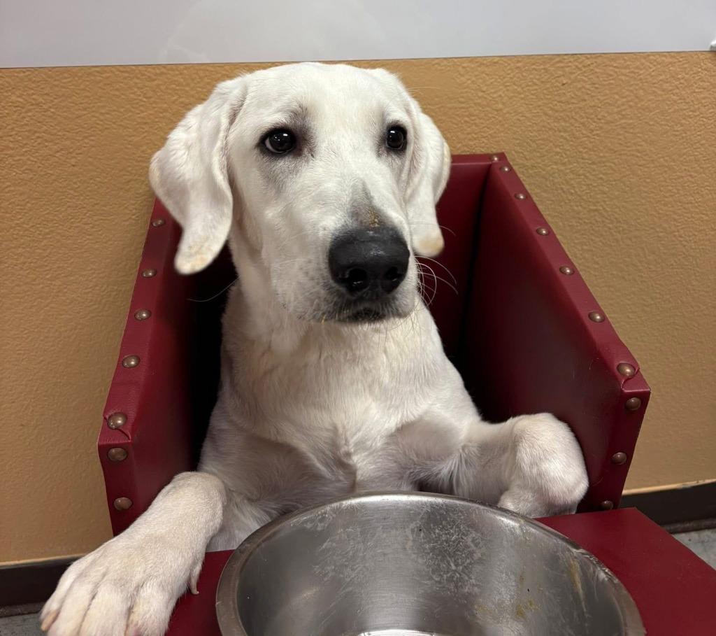 Wyatt (Bear), Adoptable, Young Male Labrador Retriever.