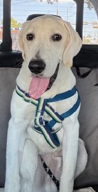 Enlarge Wyatt (Bear), a Adoptable Labrador Retriever in Austin, TX image 2/2