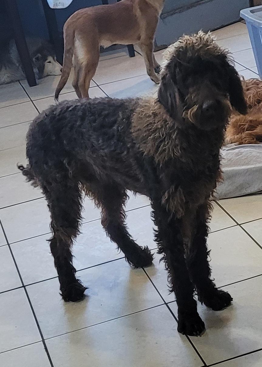 Enlarge Mickey, an adopted mixed breed in Chiefland, FL image 2/2