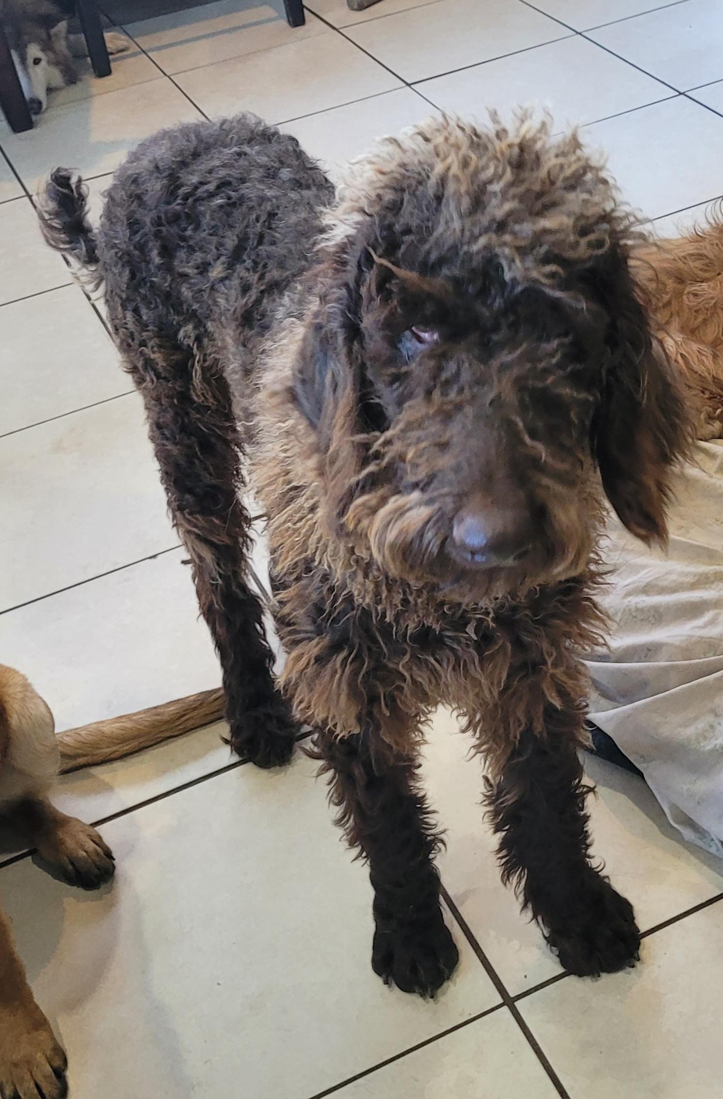 Enlarge Mickey, an adopted mixed breed in Chiefland, FL image 1/2