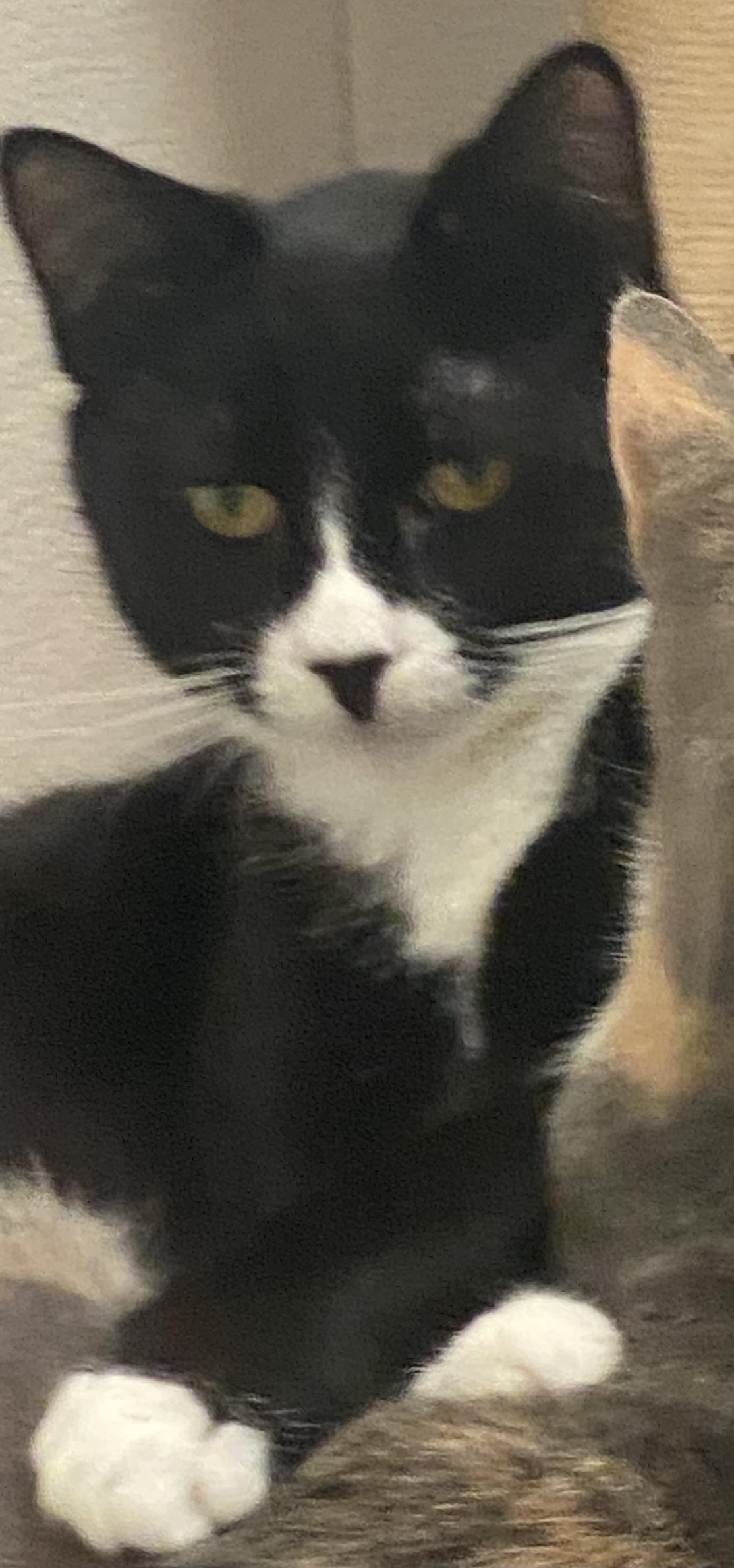 Traveler, an adoptable Tuxedo in Stanwood, WA, 98292 | Photo Image 4