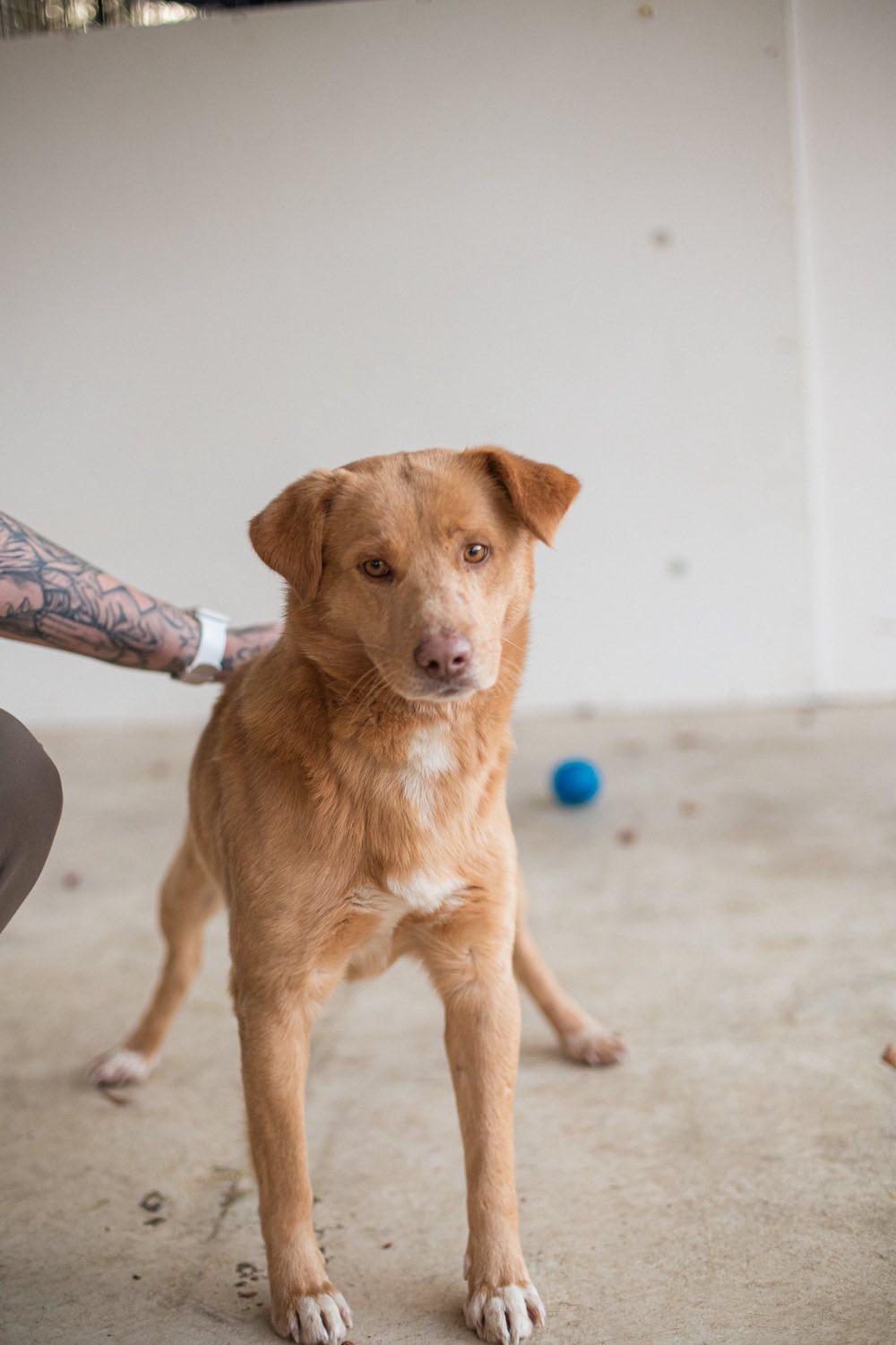Enlarge Yeller, an adopted mixed breed in Elizabethtown, NC image 1/1