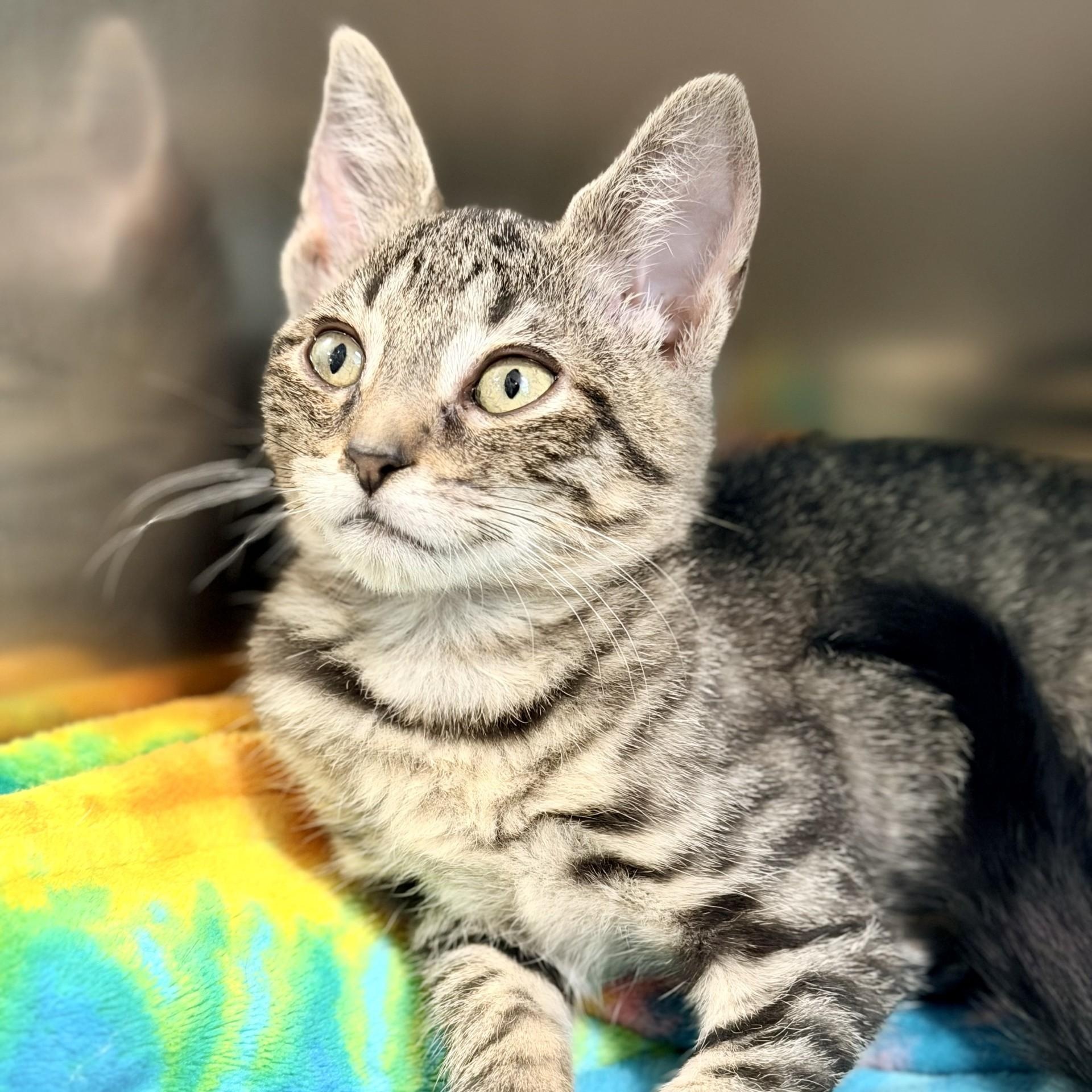 Raini, an adopted Domestic Short Hair in Jackson, NJ image 1/2