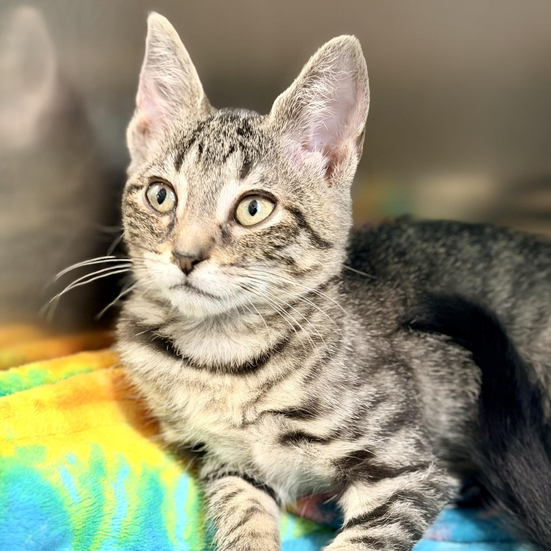 Raini, an adopted Domestic Short Hair in Jackson, NJ image 2/2