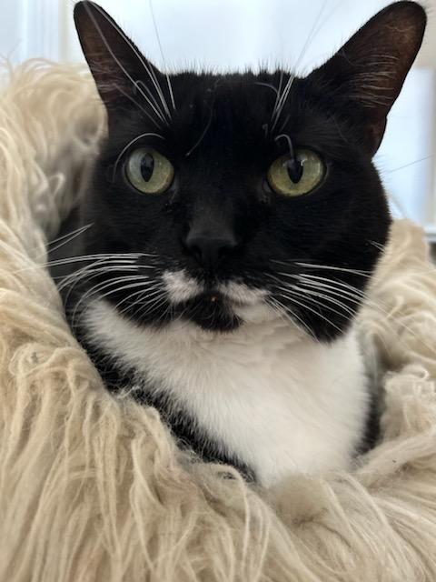 Enlarge Scooby Doo (F), a Adoptable Domestic Short Hair in Flushing, NY image 1/6