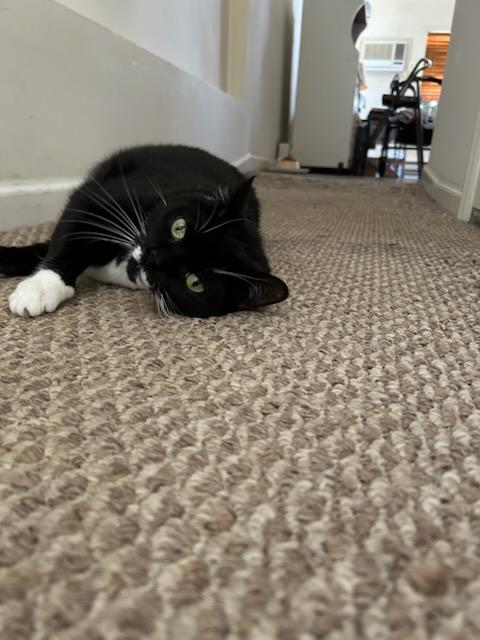 Enlarge Scooby Doo (F), a Adoptable Domestic Short Hair in Flushing, NY image 2/6