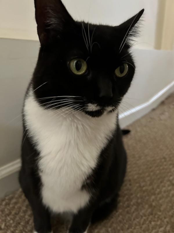 Enlarge Scooby Doo (F), a Adoptable Domestic Short Hair in Flushing, NY image 3/6