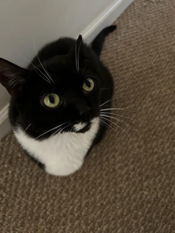 Enlarge Scooby Doo (F), a Adoptable Domestic Short Hair in Flushing, NY image 4/6