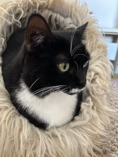 Enlarge Scooby Doo (F), a Adoptable Domestic Short Hair in Flushing, NY image 5/6