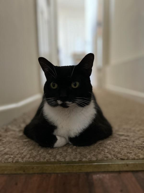 Enlarge Scooby Doo (F), a Adoptable Domestic Short Hair in Flushing, NY image 6/6