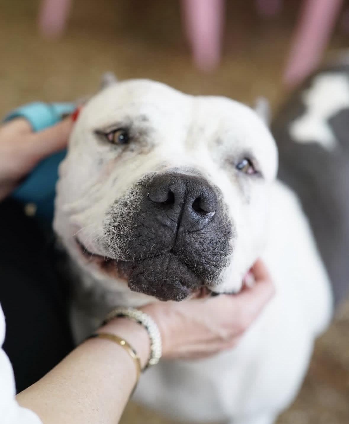 Enlarge Freckles, a Adoptable mixed breed in Pasadena, CA image 5/6