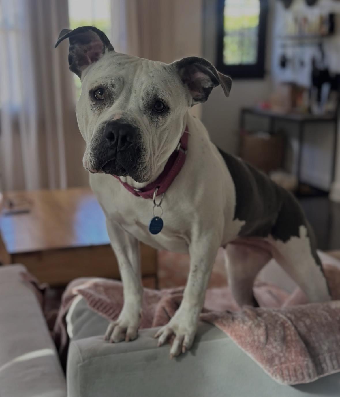 Enlarge Freckles, a Adoptable mixed breed in Pasadena, CA image 4/6