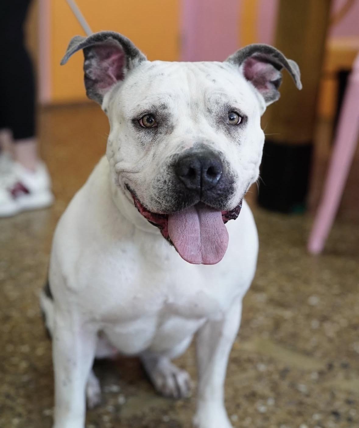 Enlarge Freckles, a Adoptable mixed breed in Pasadena, CA image 3/6