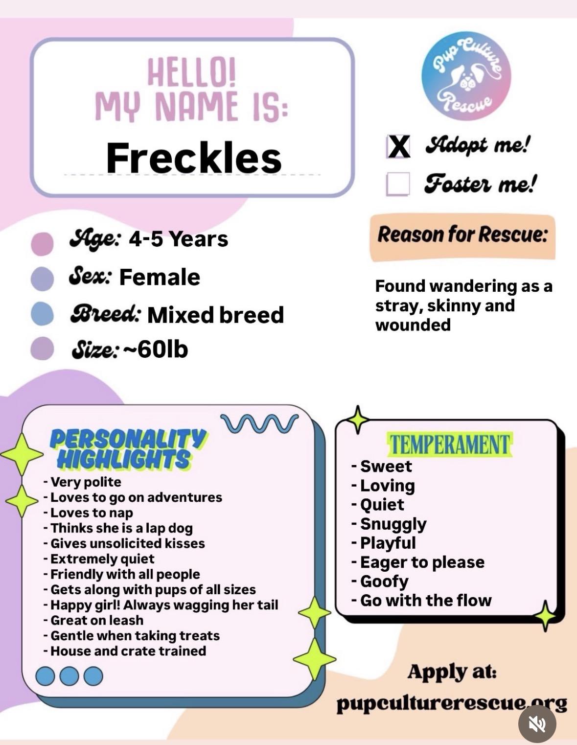 Enlarge Freckles, a Adoptable mixed breed in Pasadena, CA image 2/6