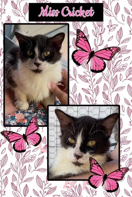 Cricket, Adoptable, Kitten Female Domestic Medium Hair.
