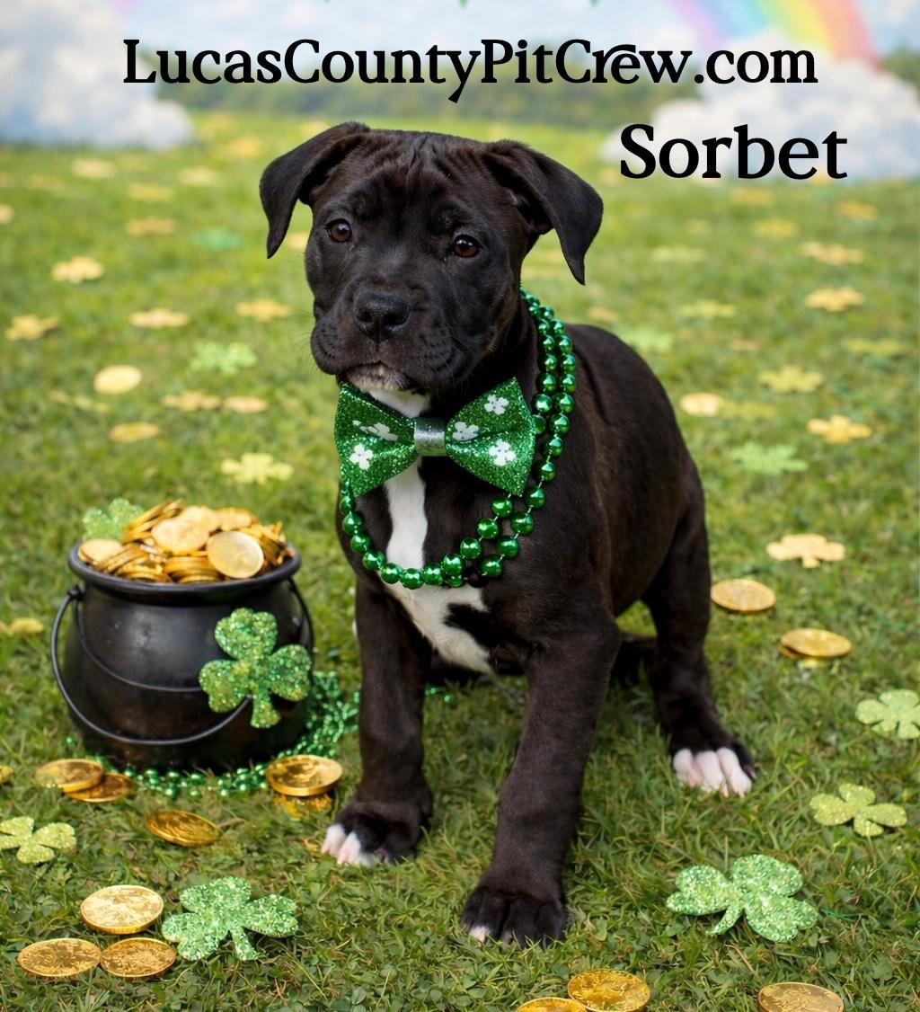 Sorbet, adopted, Puppy Female Boxer & Pit Bull Terrier.