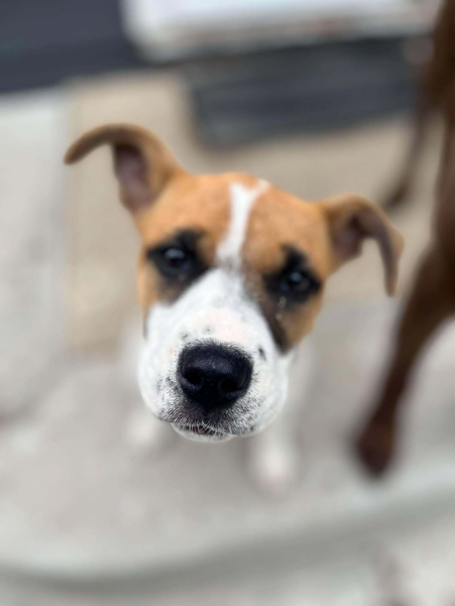 Petunia (was Jessie) Photo