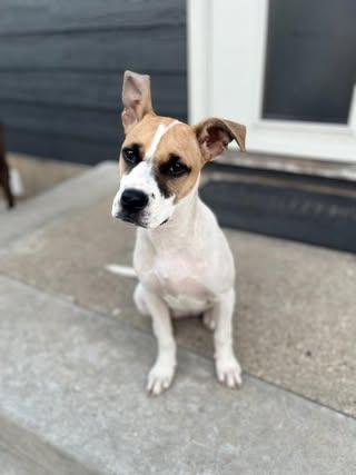 Petunia (was Jessie) photo 1