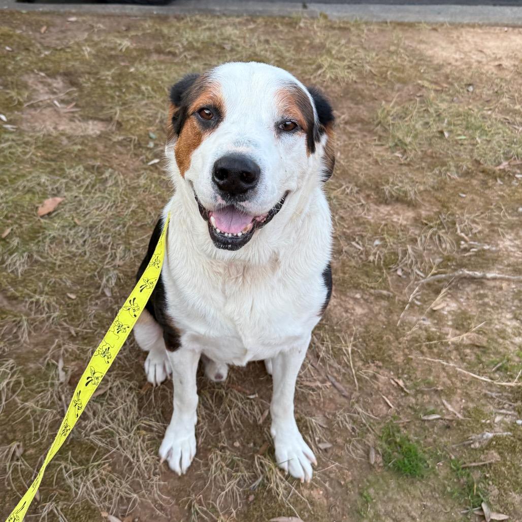 Enlarge Buddy, a Adoptable Mixed Breed in Aberdeen, NC image 1/6