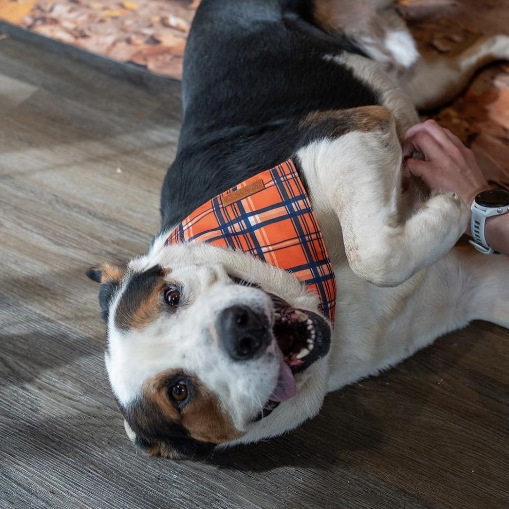 Buddy, Adoptable, Young Male Mixed Breed.