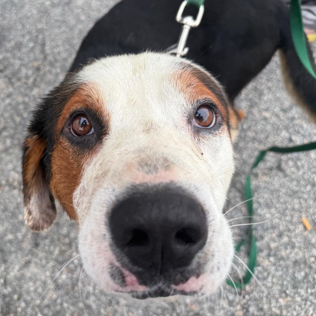 Buddy, a Adoptable Mixed Breed in Aberdeen, NC image 2/6