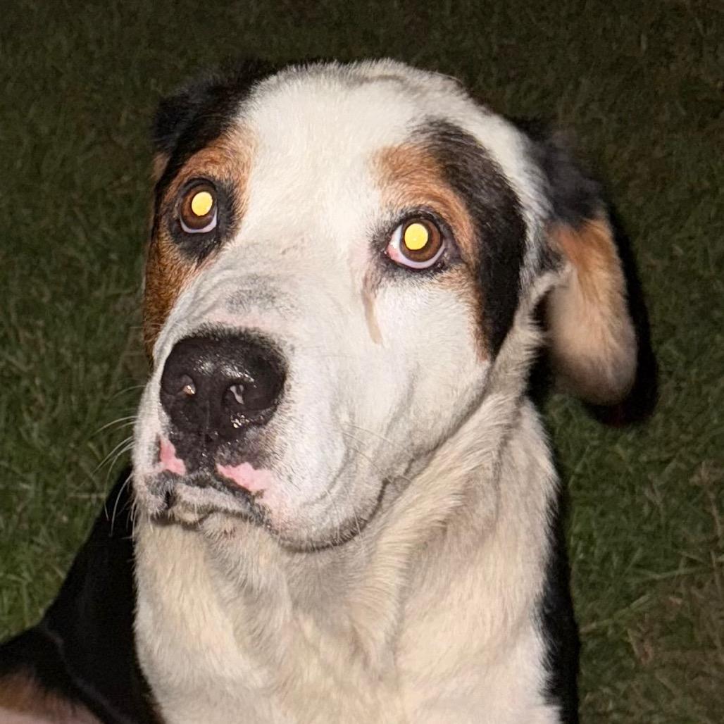 Buddy, a Adoptable Mixed Breed in Aberdeen, NC image 3/6