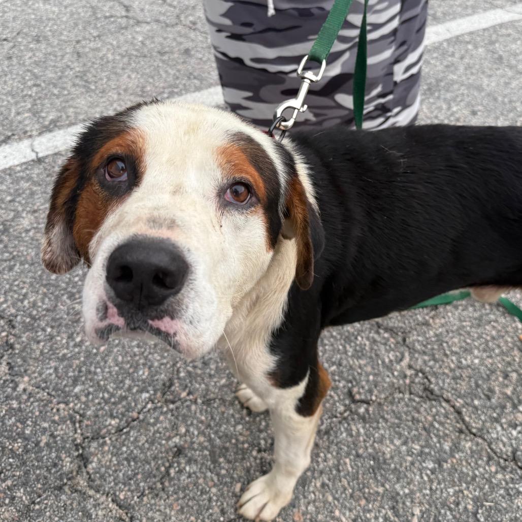 Buddy, a Adoptable Mixed Breed in Aberdeen, NC image 5/6