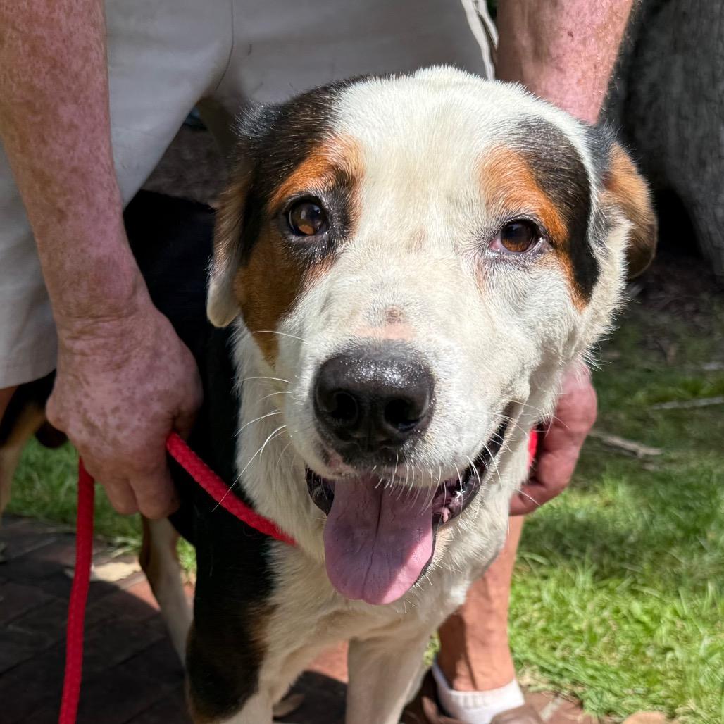 Buddy, a Adoptable Mixed Breed in Aberdeen, NC image 6/6