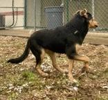 Enlarge Meadow, a ADOPTABLE Hound in Glasgow, KY image 2/4