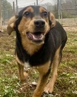 Enlarge Meadow, a ADOPTABLE Hound in Glasgow, KY image 4/4