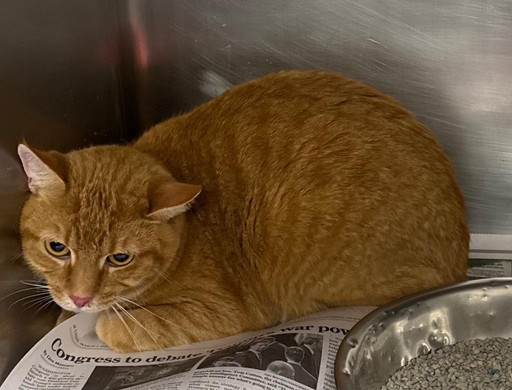 Mr. Sir, Adoptable, Young Male Domestic Short Hair.