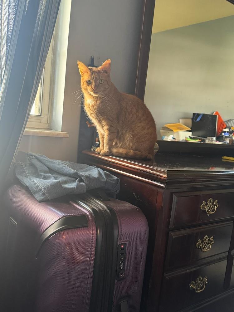 Nola, Adoptable, Adult Female Domestic Short Hair.