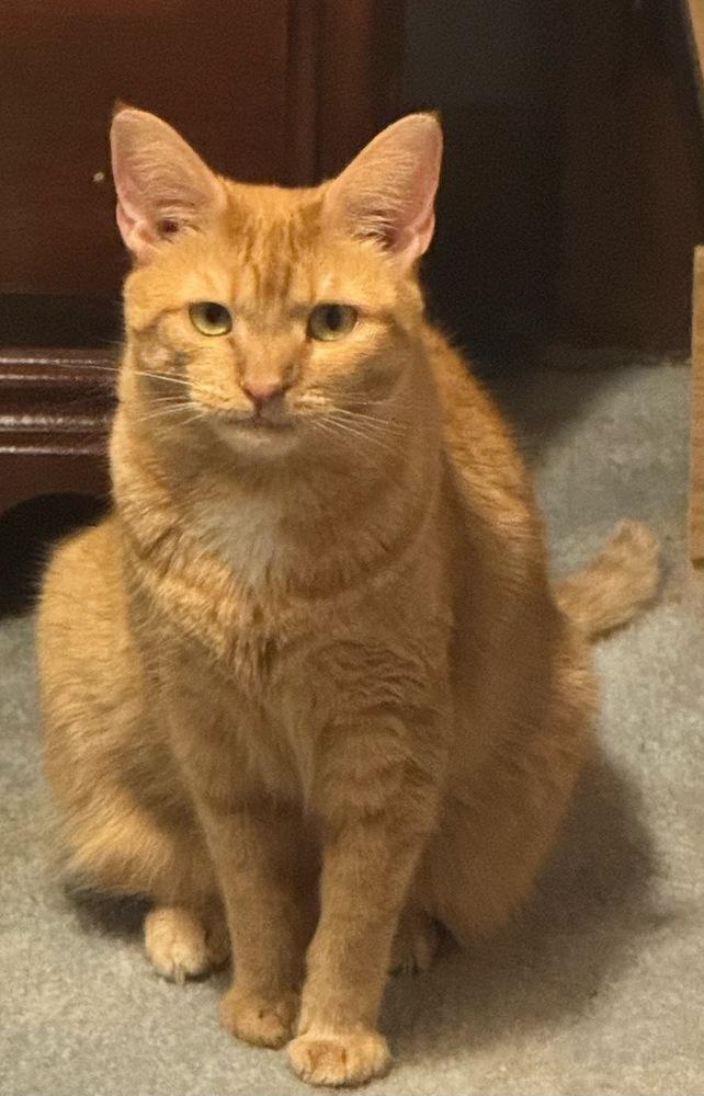 Nola, Adoptable, Adult Female Domestic Short Hair.