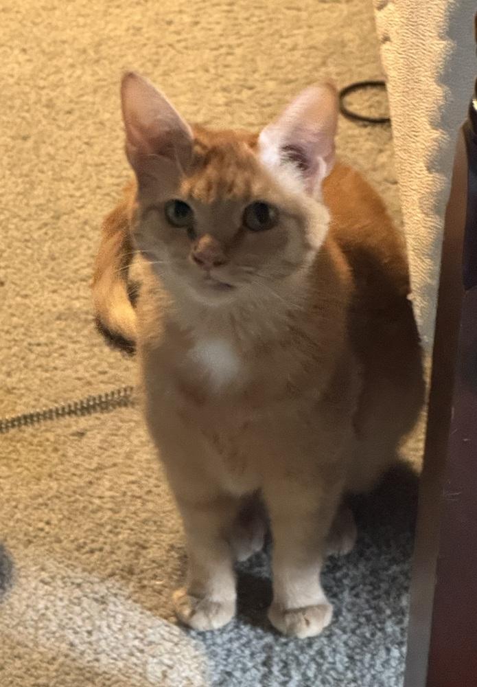 Enlarge Nola, a Adoptable Domestic Short Hair in Lorain, OH image 2/3