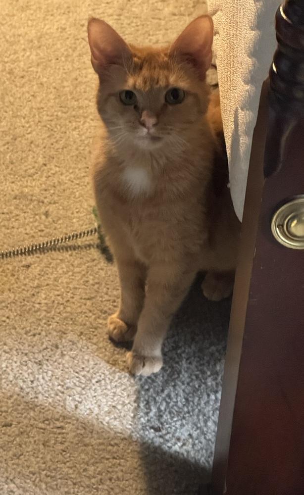 Enlarge Nola, a Adoptable Domestic Short Hair in Lorain, OH image 3/3